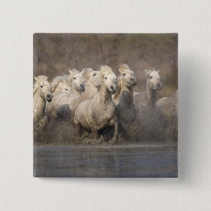 France, Provence. White Camargue horses running 2 Inch Square Button