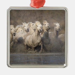 France, Provence. White Camargue horses running Metal Ornament