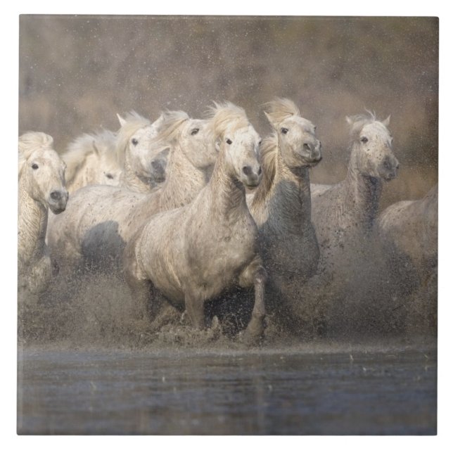 France, Provence. White Camargue horses running Tile (Front)