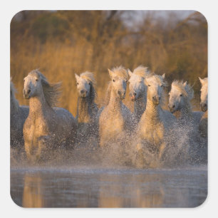 France, Provence. White Camargue horses Square Sticker