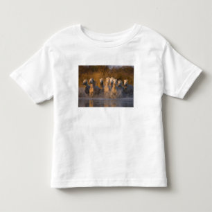 France, Provence. White Camargue horses Toddler T-shirt