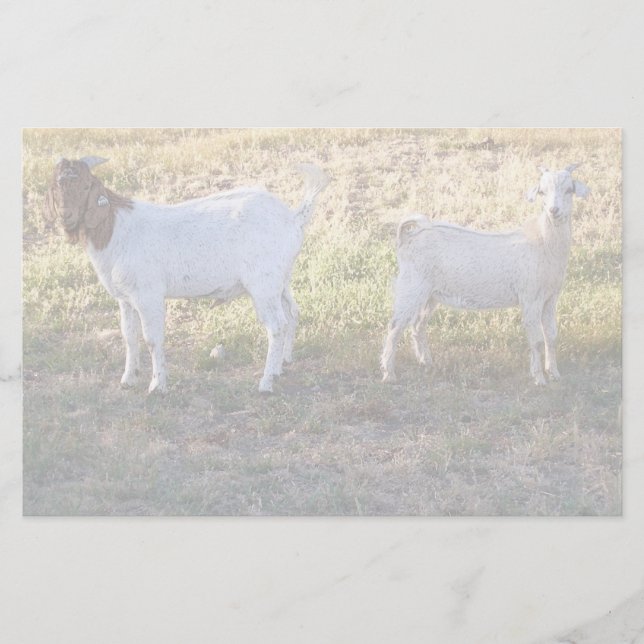 Franco and Friend Stationery (Front)