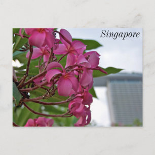 Frangipani Blossom by the Bay Postcard
