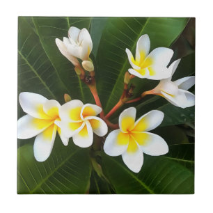 Frangipani Blossom Cluster Artistic Style Tile