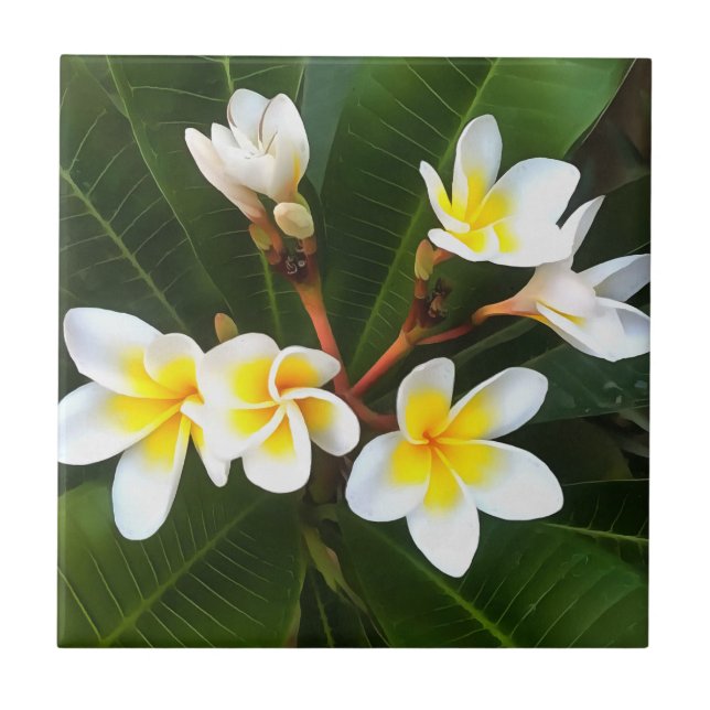 Frangipani Blossom Cluster Artistic Style Tile (Front)