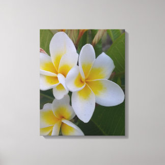 Frangipani Canvas Print