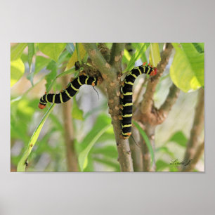 Frangipani Caterpillar in Antigua Canvas Print