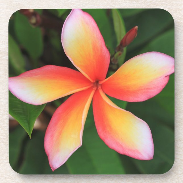 Frangipani flower coaster (Front)