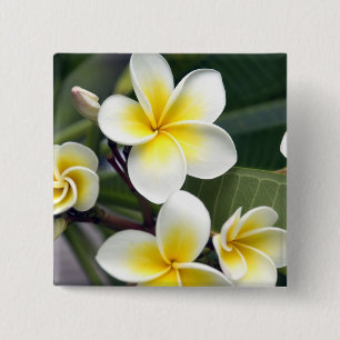 Frangipani flower Cook Islands 2 Inch Square Button