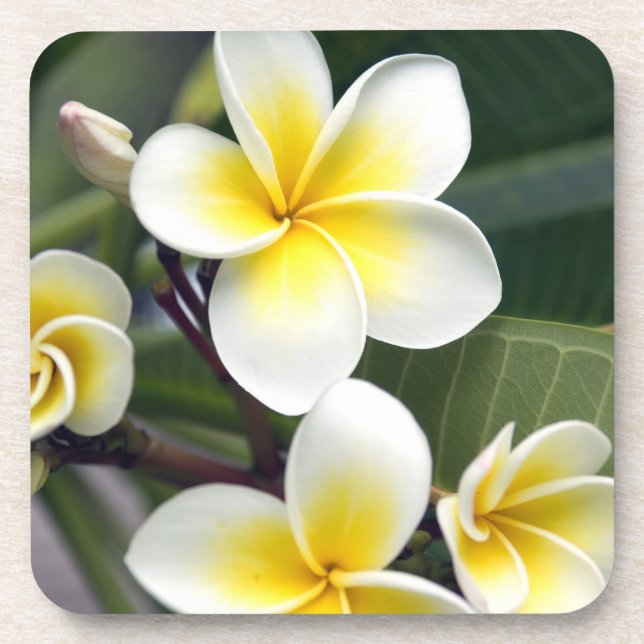 Frangipani flower Cook Islands Coaster (Front)
