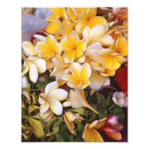 Frangipani flower Photo Print