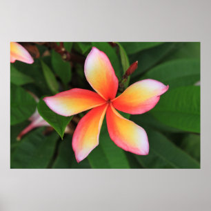 Frangipani flower poster