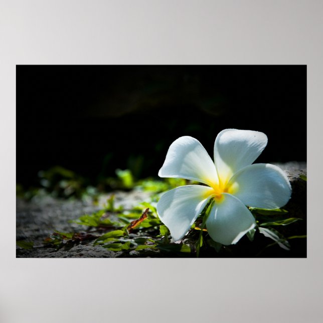 Frangipani flower poster (Front)