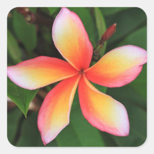 Frangipani flower square sticker