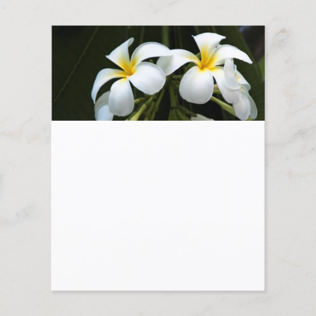 Frangipani flowers (Front)