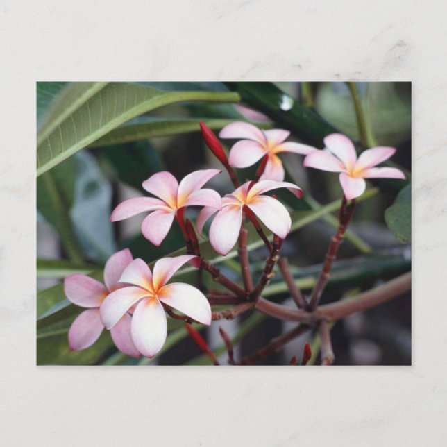 Frangipani Flowers Postcard (Front)