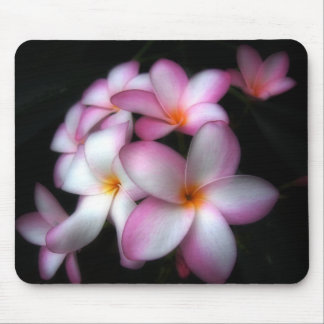 Frangipani in bloom mouse pad