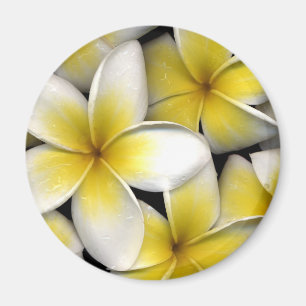 Frangipani Magnet