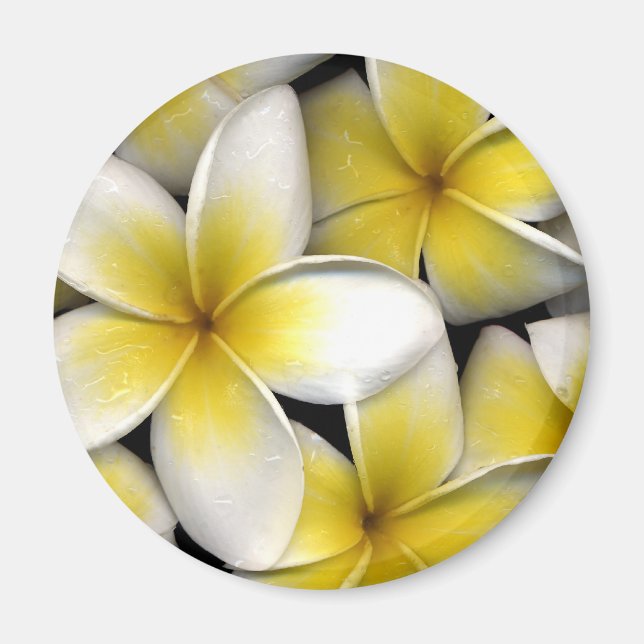 Frangipani Magnet (Front)