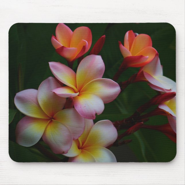 Frangipani Mouse Pad (Front)