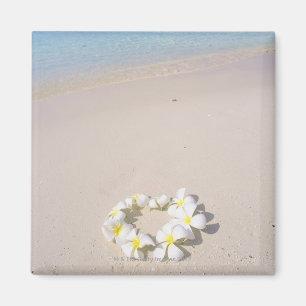 Frangipani on the beach magnet