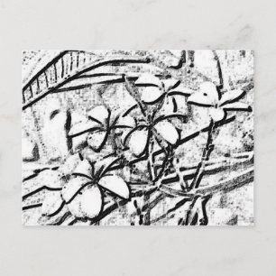 Frangipani Pencil Art Postcard