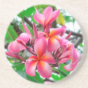 Frangipani (Plumeria) flower Coaster