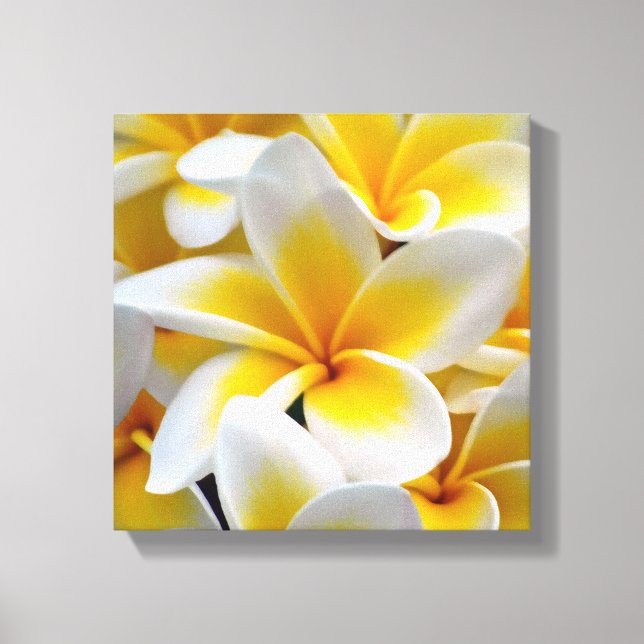 Frangipani Plumeria Flower Photo Canvas Print (Front)