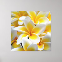 Frangipani Plumeria Flower Photo