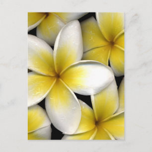 Frangipani Postcard