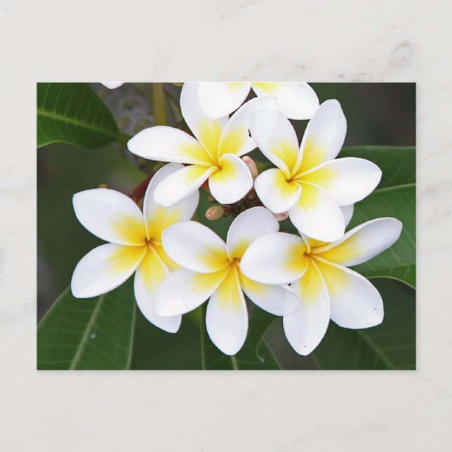 Frangipani Postcard (Front)