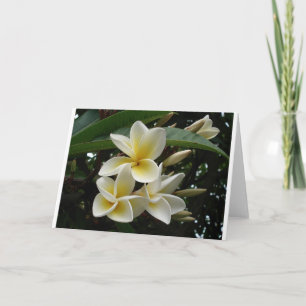 Frangipani Tree Blossoms Destiny Peace Love Flora Card