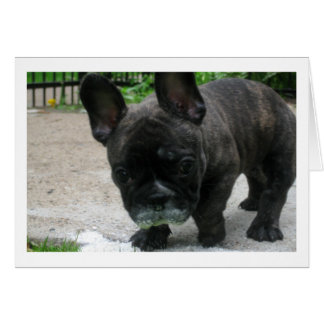 Frank