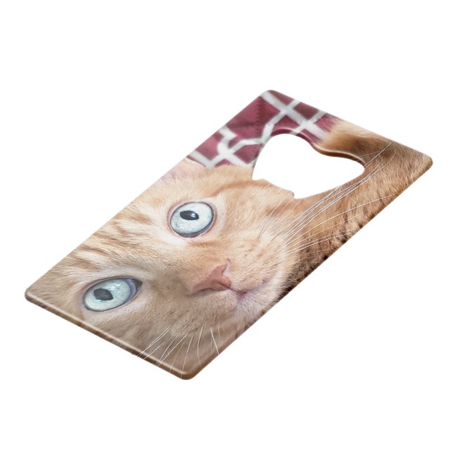 Frankie (Devant Angle)