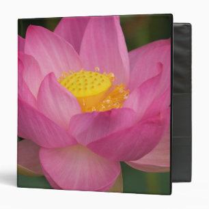 Franklin NC, Perry's Water Garden, Lotus 2 Binder