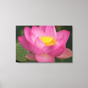 Franklin NC, Perry's Water Garden, Lotus 2 Canvas Print