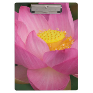 Franklin NC, Perry's Water Garden, Lotus 2 Clipboard
