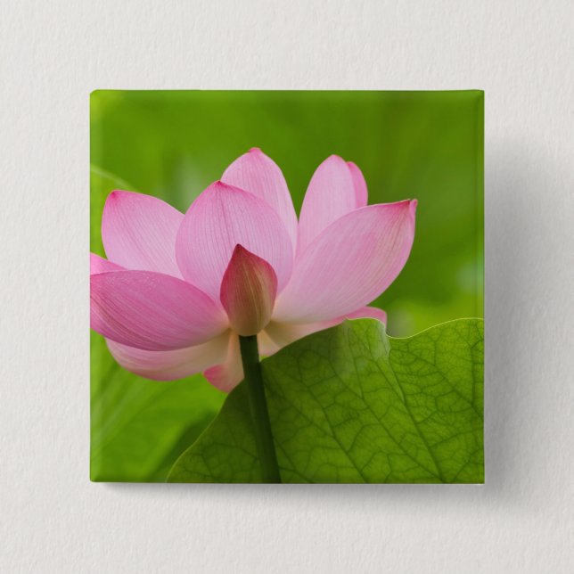 Franklin NC, Perry's Water Garden, Lotus 2 Inch Square Button (Front)