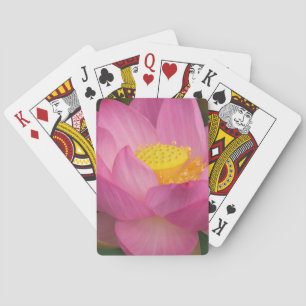 Franklin NC, Perry's Water Garden, Lotus 2 Playing Cards
