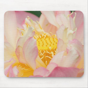 Franklin NC, Perry's Water Garden, Lotus with Mouse Pad