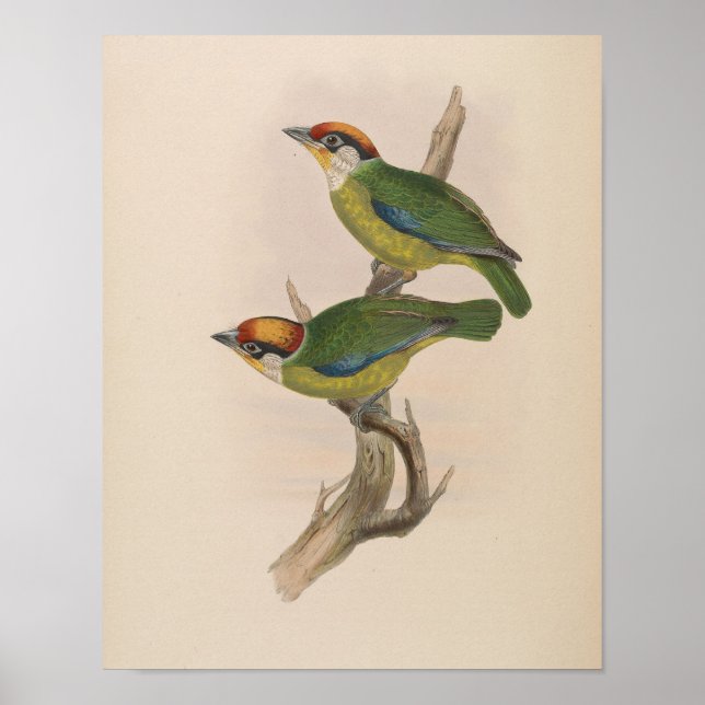 Franklin's Barbet by John Gould Print (Front)