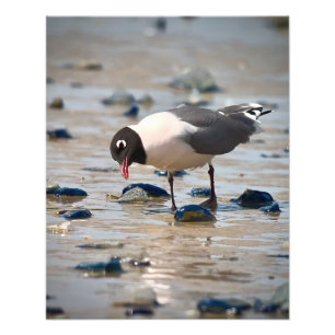 Franklin's Gull Photo Print