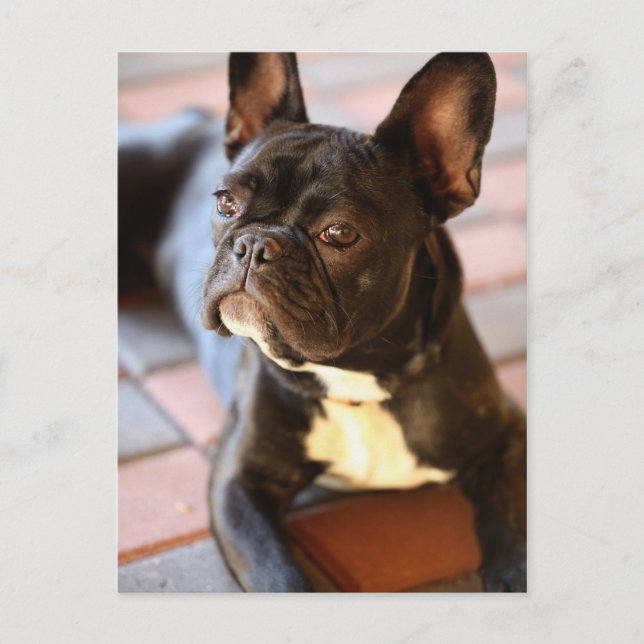 Französisch Bulldog Postcard (Front)