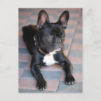 Französisch Bulldog