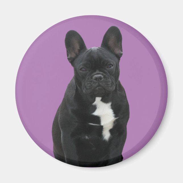 Französische Bulldogge Magnet (Devant)