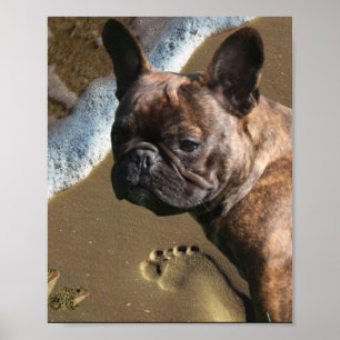 Französische Bulldogge Poster 