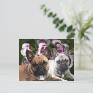 Französische Bulldogge Postkarte Invitation