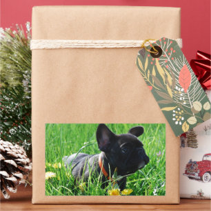 Französische Bulldoggen Aufkleber Sticker