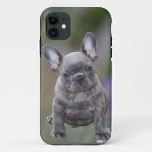 Französische Bulldoggen IPhone 11  Pad Hülle  Case