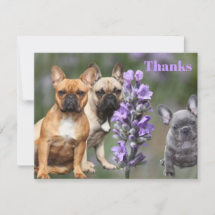 Französische Bulldoggen Postkarte Thanks Invitation